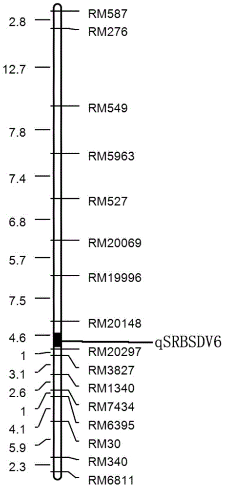 q srbsdv6 (southern rice black-streaked dwarf virus 6) and molecular marker method thereof