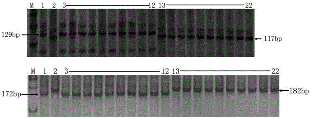 q srbsdv6 (southern rice black-streaked dwarf virus 6) and molecular marker method thereof