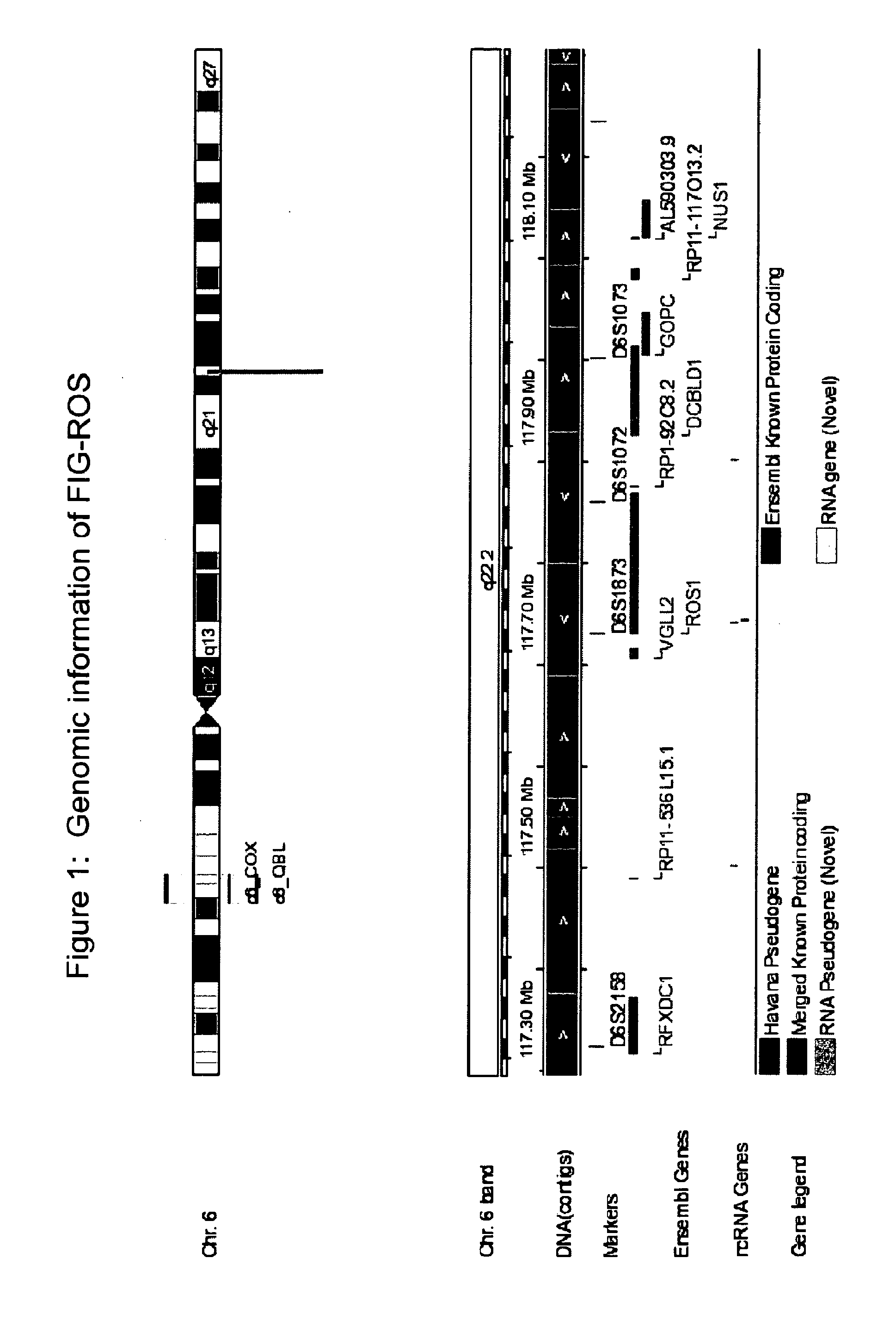 Mutant ROS Expression In Human Cancer