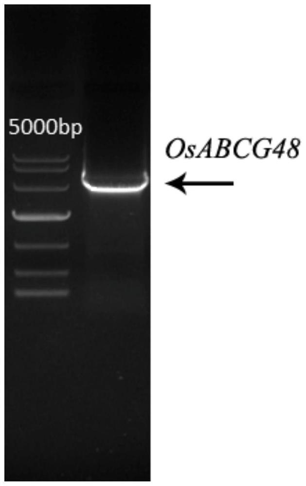 The osabcg48 gene and its application in improving the resistance of unicellular organisms and plants to cadmium stress