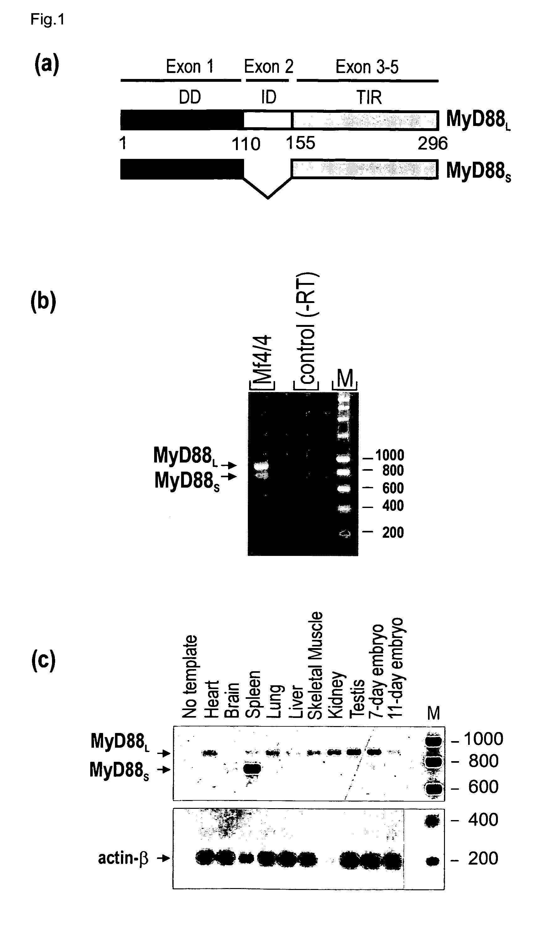 Splice variant of MyD88 and uses thereof