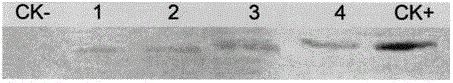 Method for improving quality of cotton fibers by overexpressing GhCAD6 gene