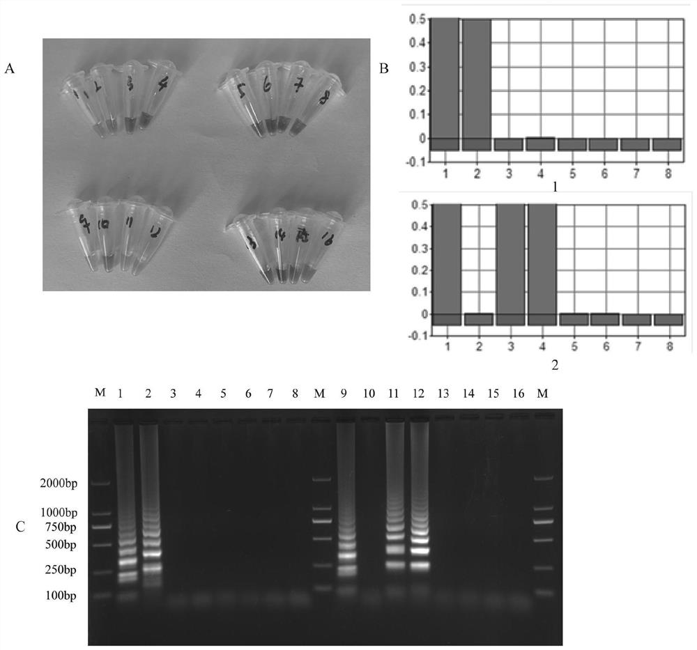 Lamp primers and detection methods for the detection of Shigella flexneri serotypes 2a and xv
