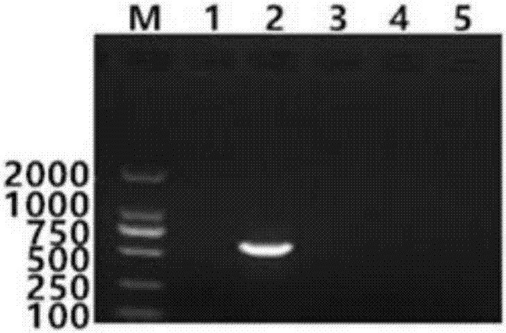 Bovine respiratory syncytial virus nano-PCR detection kit and preparation method thereof