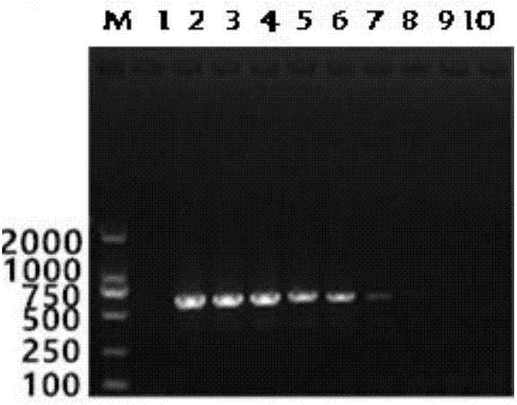 Bovine respiratory syncytial virus nano-PCR detection kit and preparation method thereof