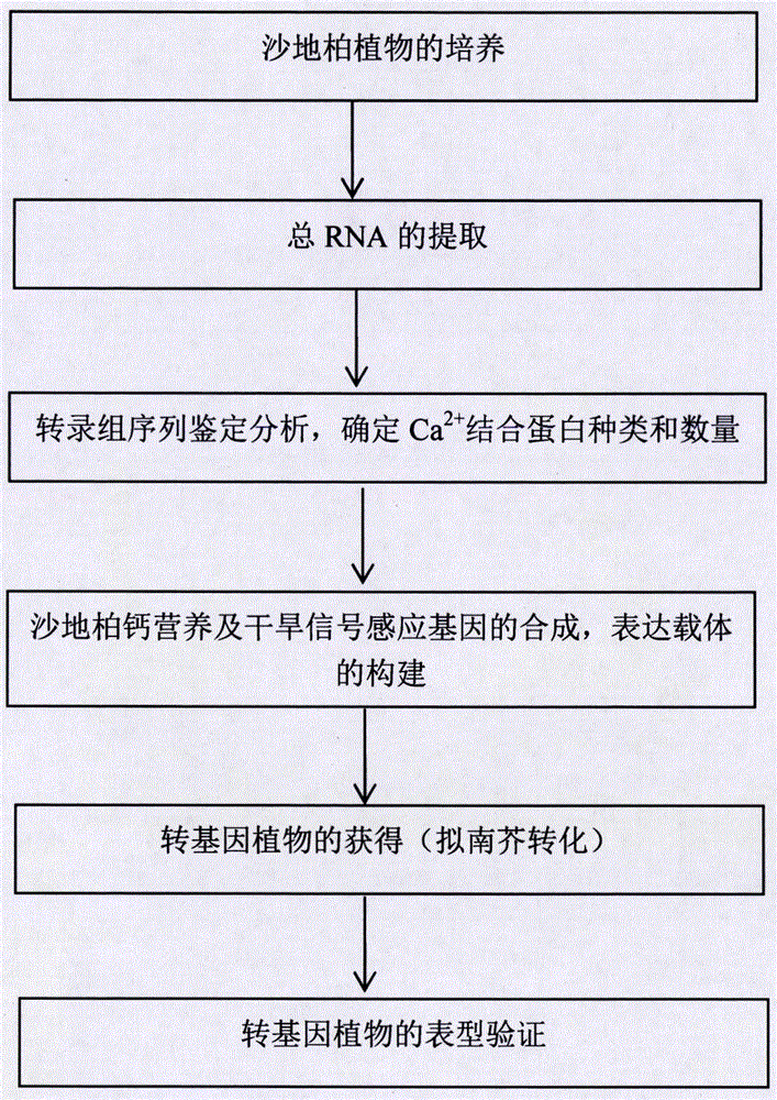 Sensing gene CML11 capable of adjusting plant calcium nutrient and drought signal from Sabina vulgaris and application thereof
