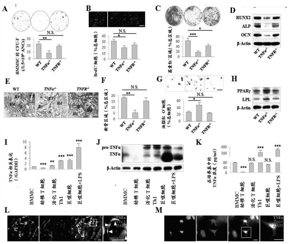 Application of rapamycin or tumor necrosis factor alpha in preventing and/or treating diseases associated with mesenchymal stem cell injury