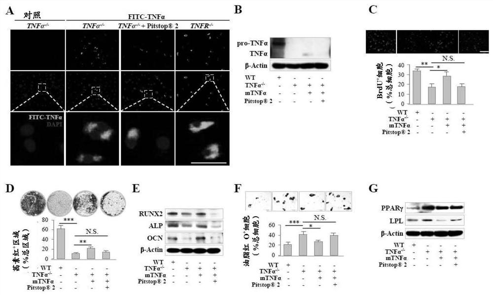 Application of rapamycin or tumor necrosis factor alpha in preventing and/or treating diseases associated with mesenchymal stem cell injury