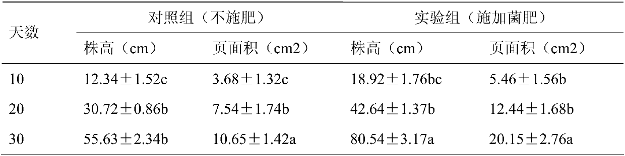 Preparation method of microbial bacterial fertilizer for promoting soybean rooting