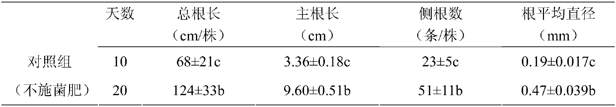 Preparation method of microbial bacterial fertilizer for promoting soybean rooting