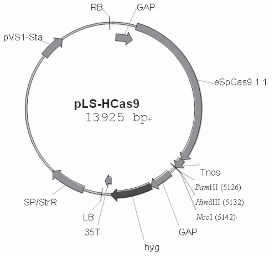 Near-in-situ Complementation Method for Site-directed Insertion Mutation of Fungal Genes