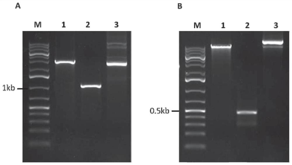 Near-in-situ Complementation Method for Site-directed Insertion Mutation of Fungal Genes