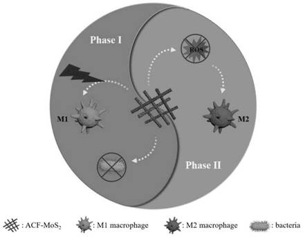 Application of programmable immunocompetence carbon fiber-molybdenum disulfide composite material in preparation of wound healing medicine