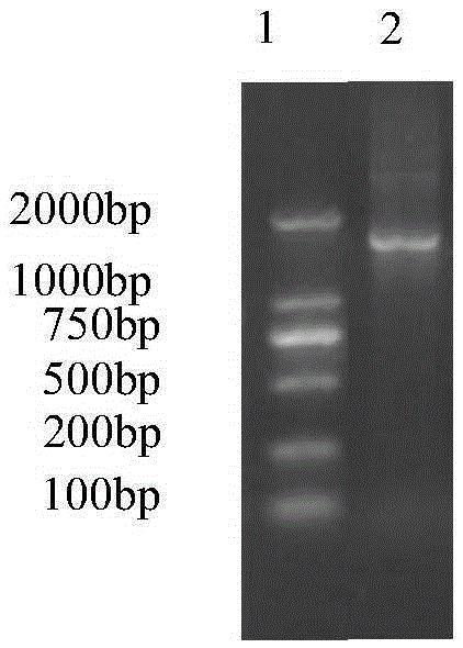 Lignocellulose substance efficient degradation bacterium K24 and application thereof