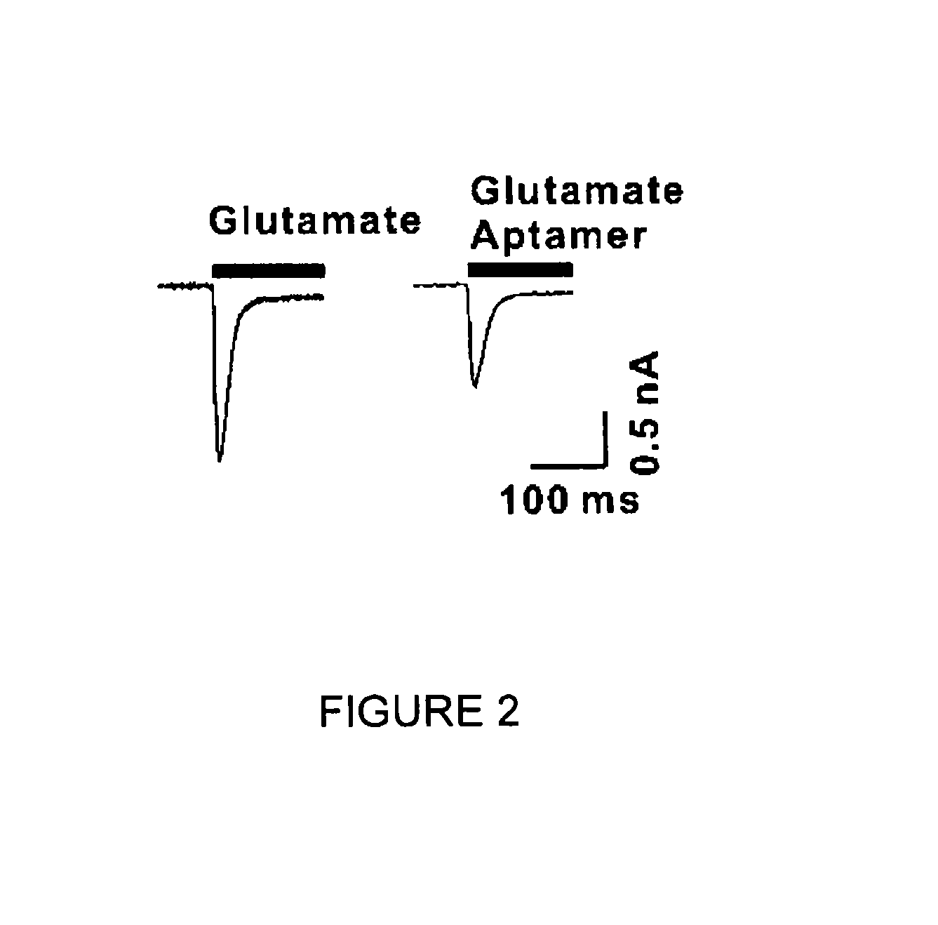 Conformation-selective nucleic acid inhibitors of ampa glutamate receptors