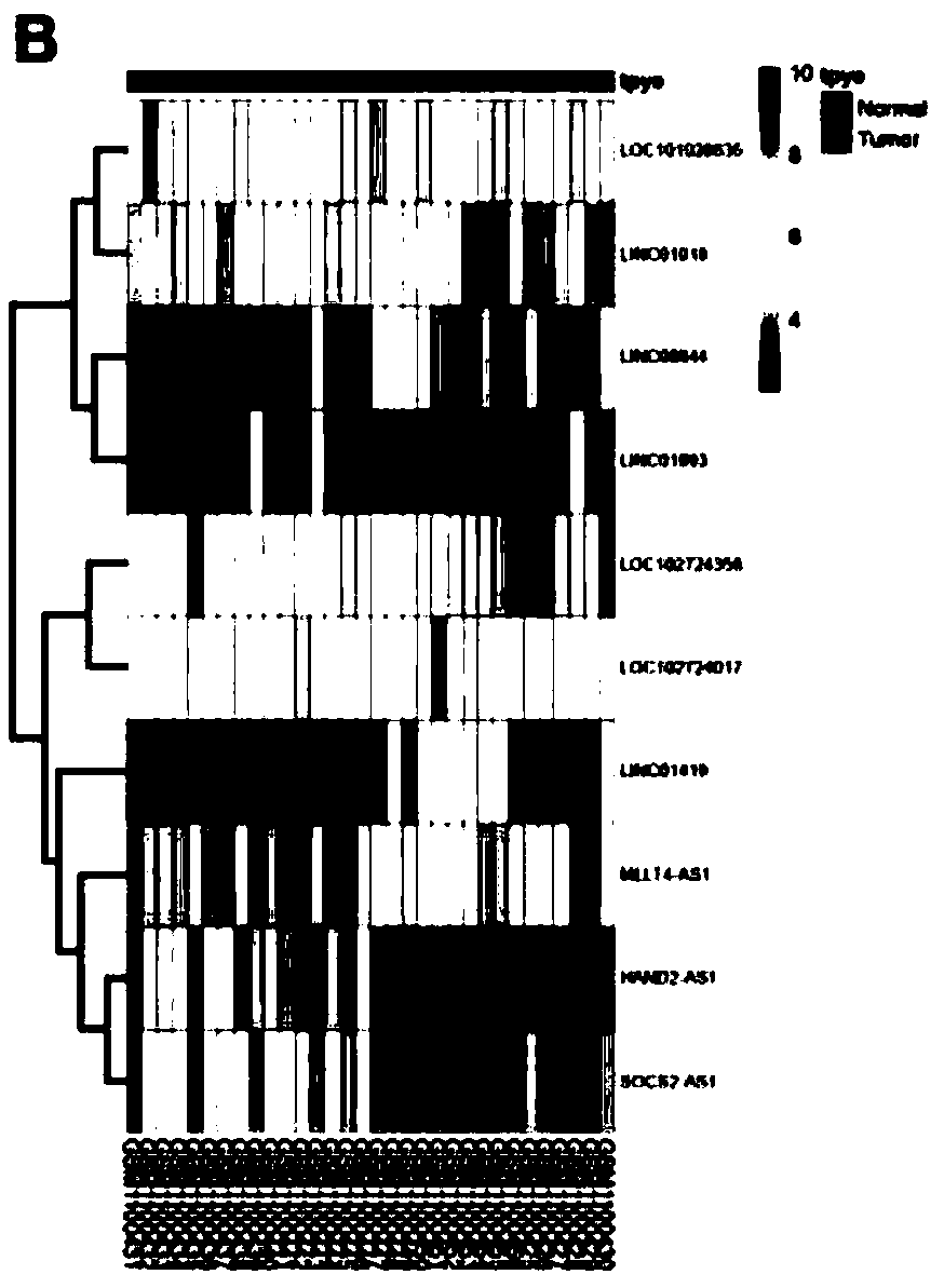 Application of LINC01419 as marker for diagnosing and treating hepatocellular carcinoma