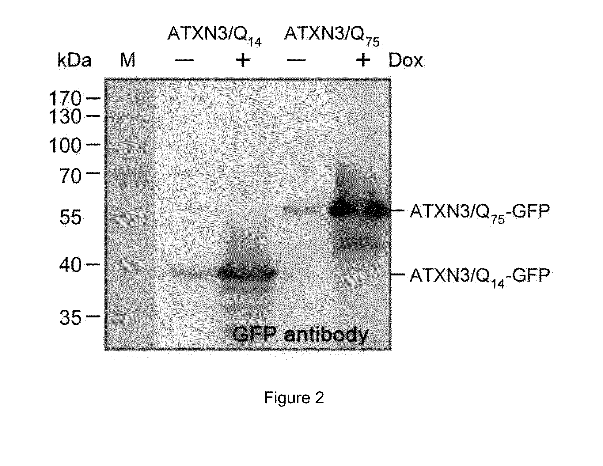 Nisod-like compound and its derivatives for the prevention and treatment of neurodegenerative disorders