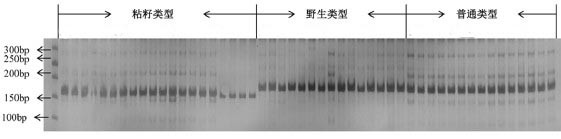 Watermelon sticky seed gene SNP molecular marker and its screening method and application