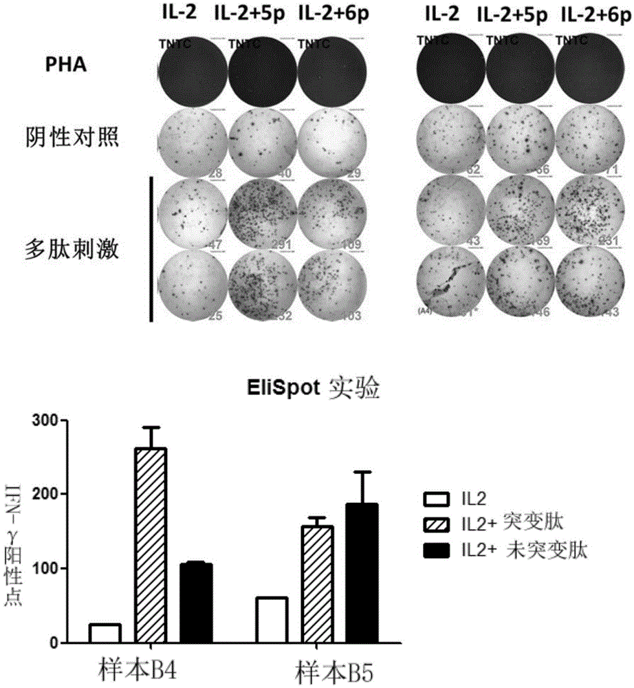 Composition capable of stimulating expansion of T cells