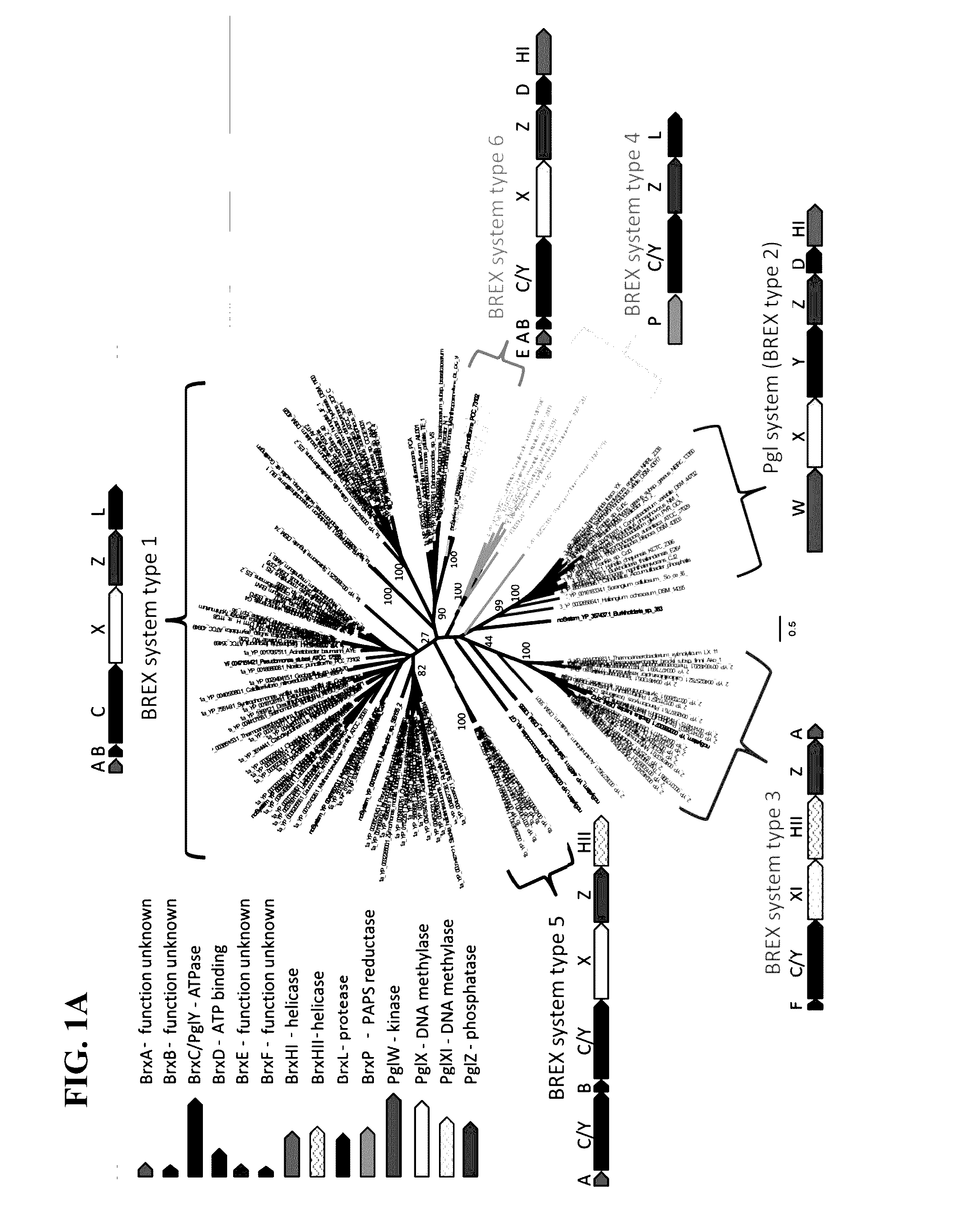 Polynucleotides encoding brex system polypeptides and methods of using same