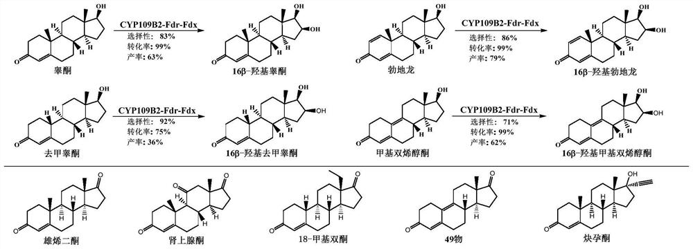 Cytochrome P450 monooxygenase CYP109B2 mutant and application thereof