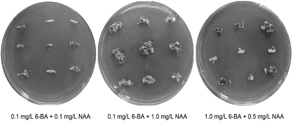 Genetic transformation method for sedum plant