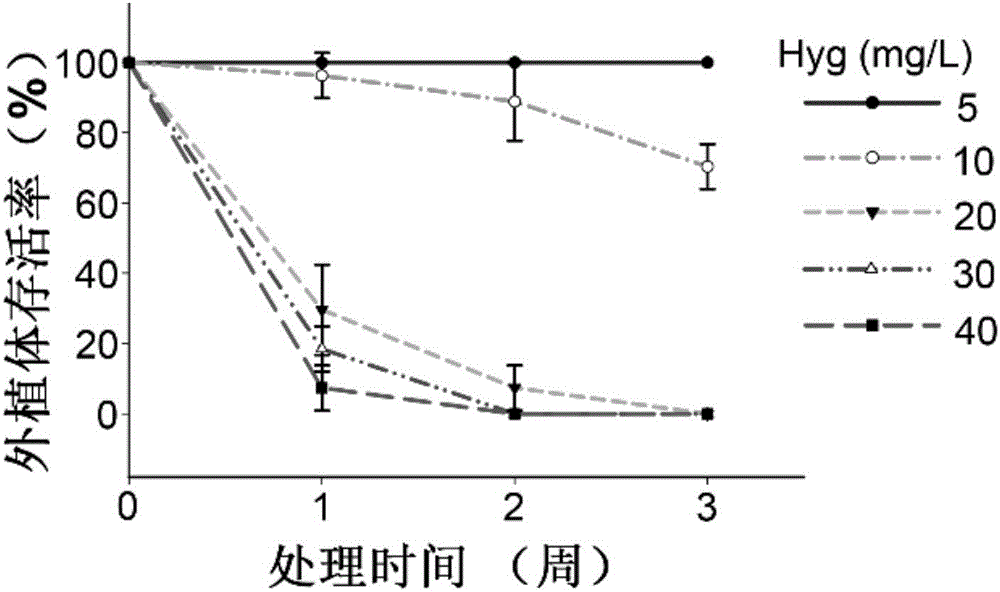 Genetic transformation method for sedum plant