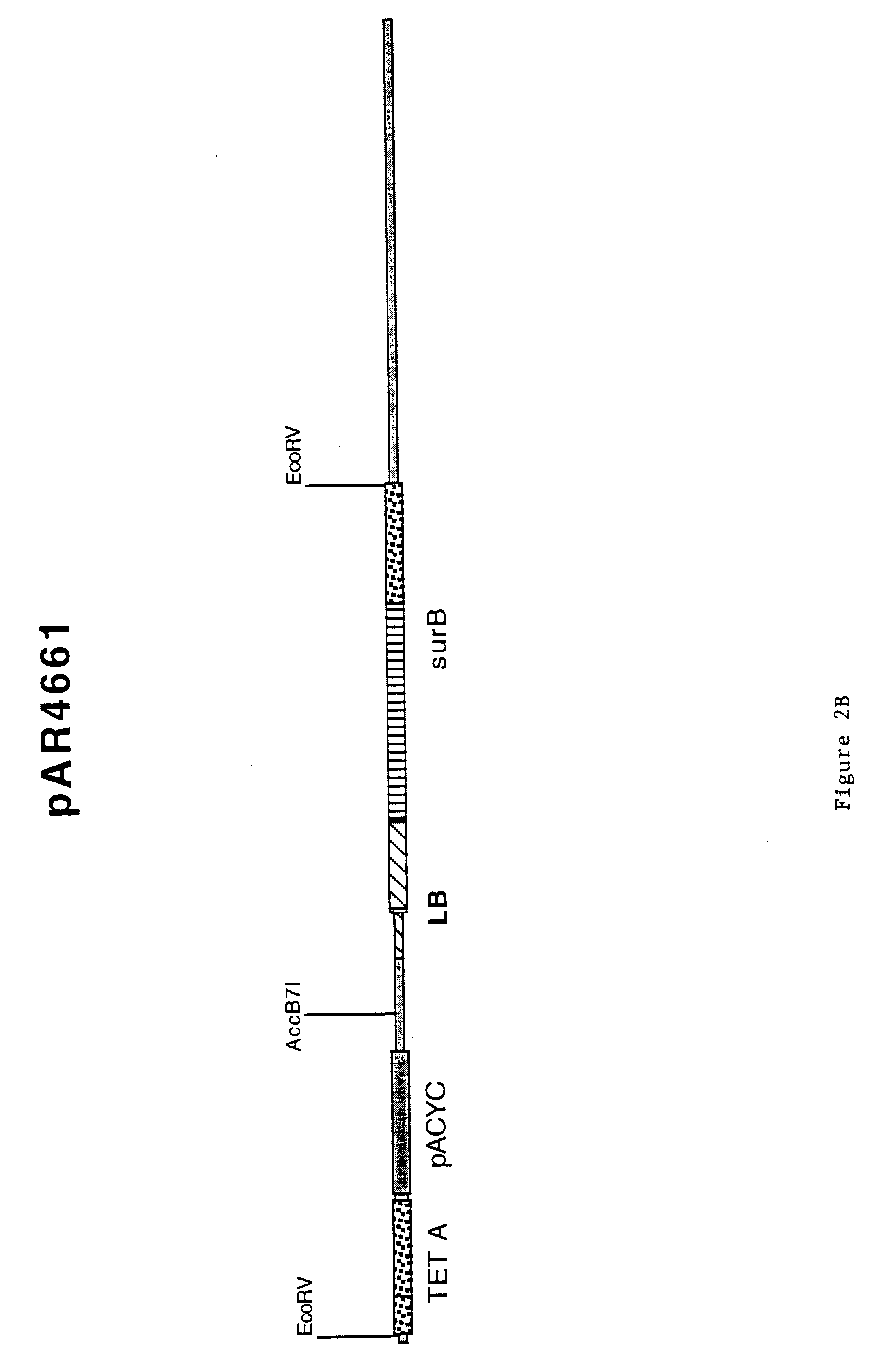 Compositions and methods for improved plant transformation