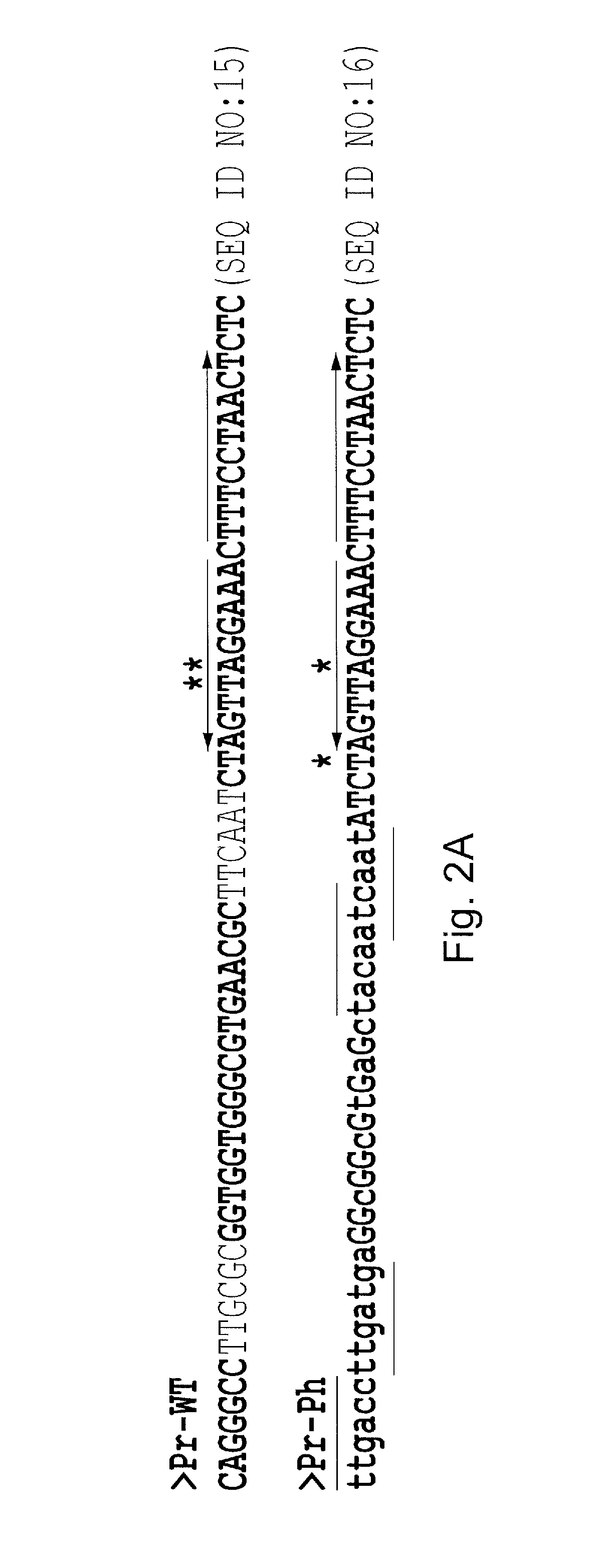 Csnr-deficient actinobacteria for the production of an enzyme having chitosanase activity