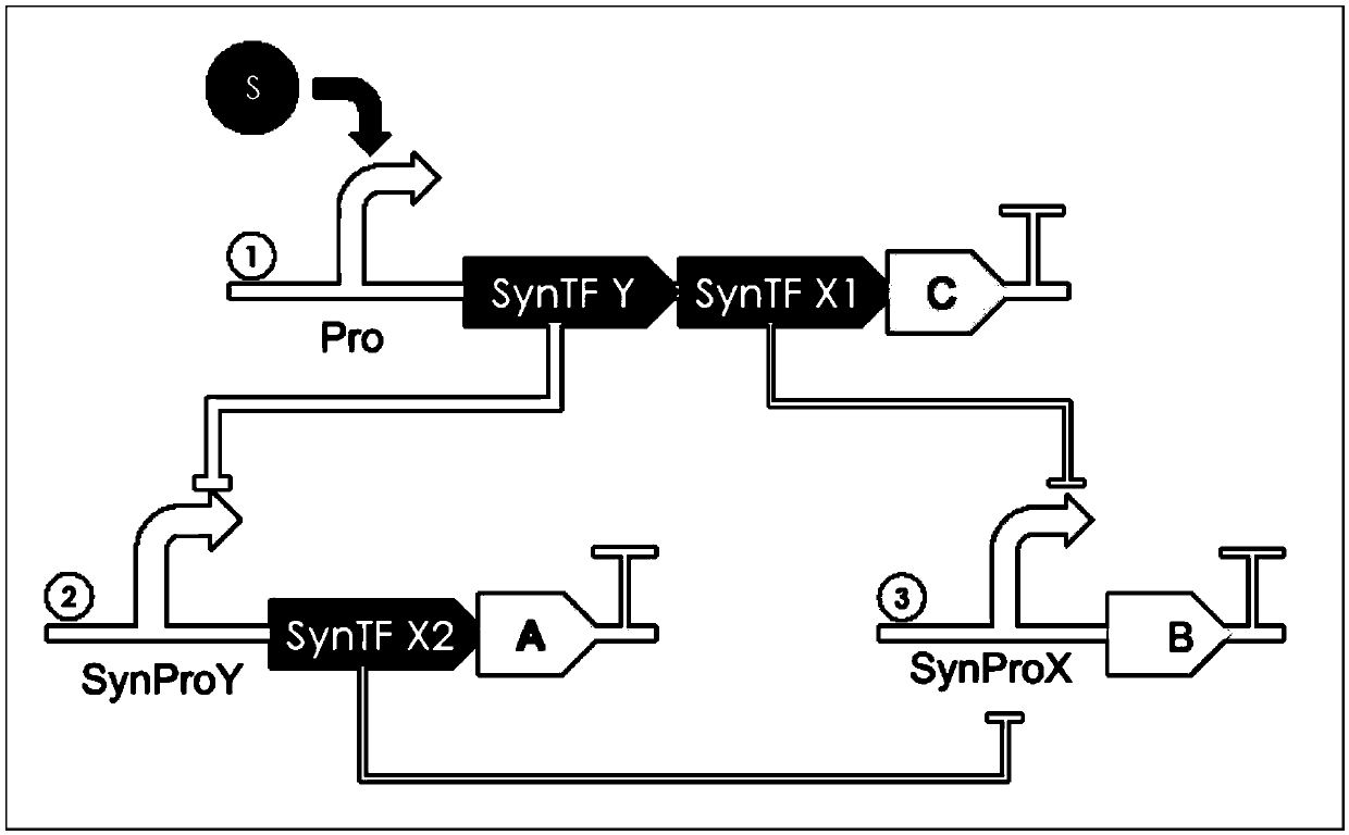 Single-input multi-output gene loop, expression vector, host cell and application of host cell