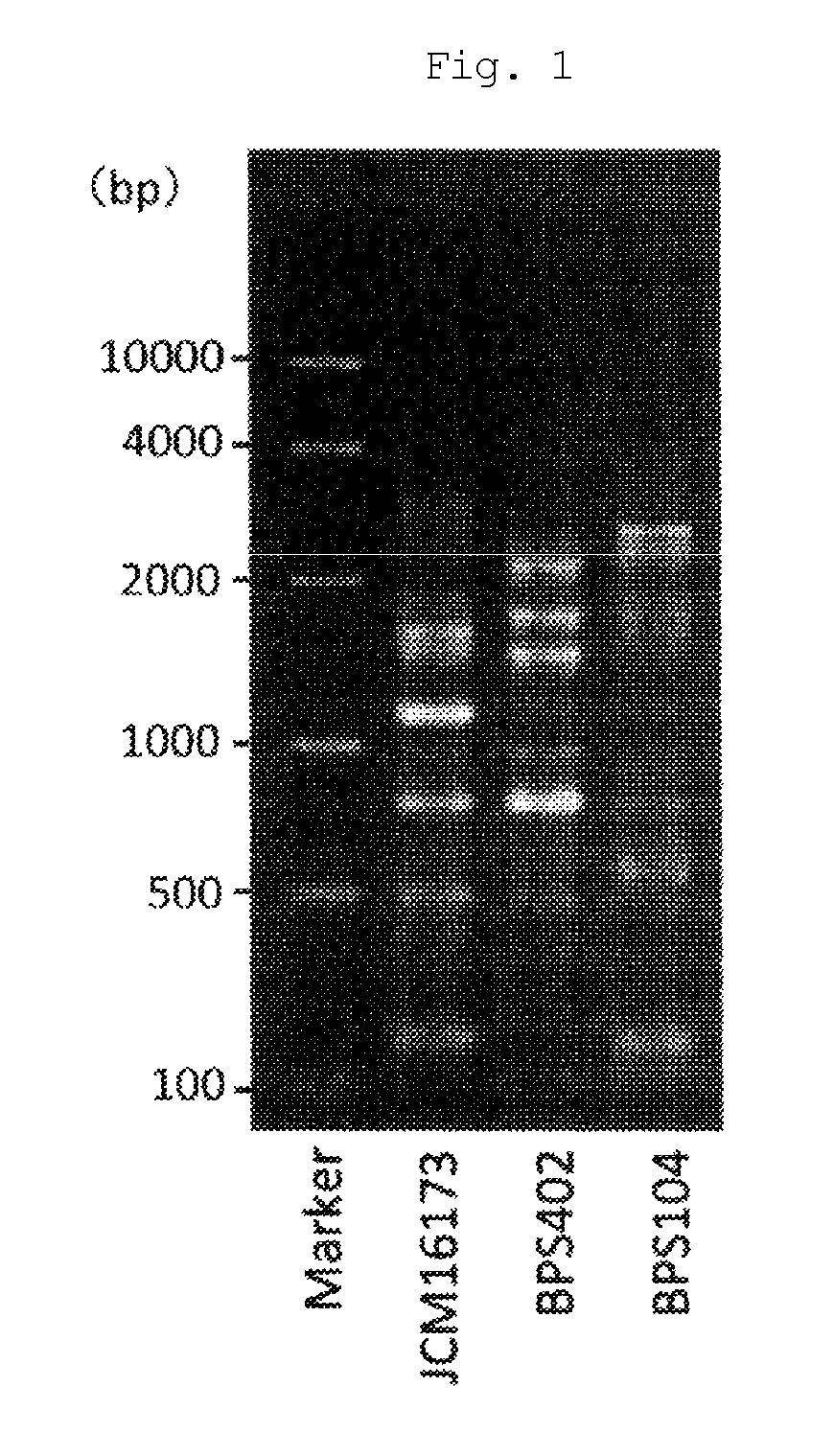 Lactic acid bacterium having IgA production promoting activity, and use thereof