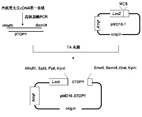 Plant expression vector of Tanba black soybean C2H2 zinc finger protein gene STOP1 and application thereof