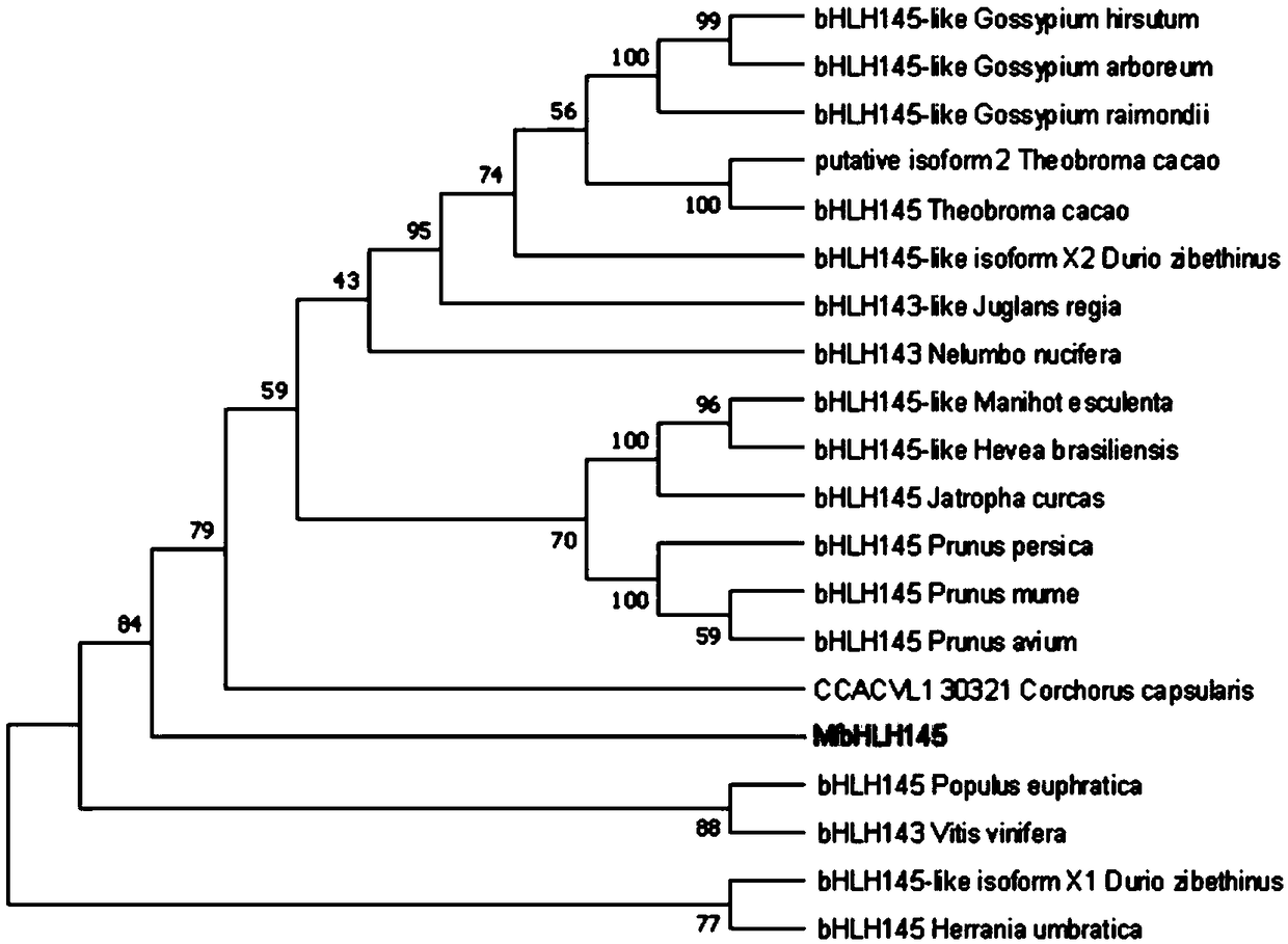 Myrothamnus flabellifolia gene MfbHLH145 and application thereof