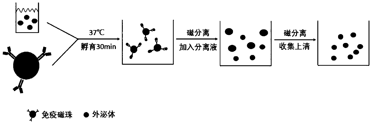 Immunomagnetic bead separation method capable of obtaining complete exosomes