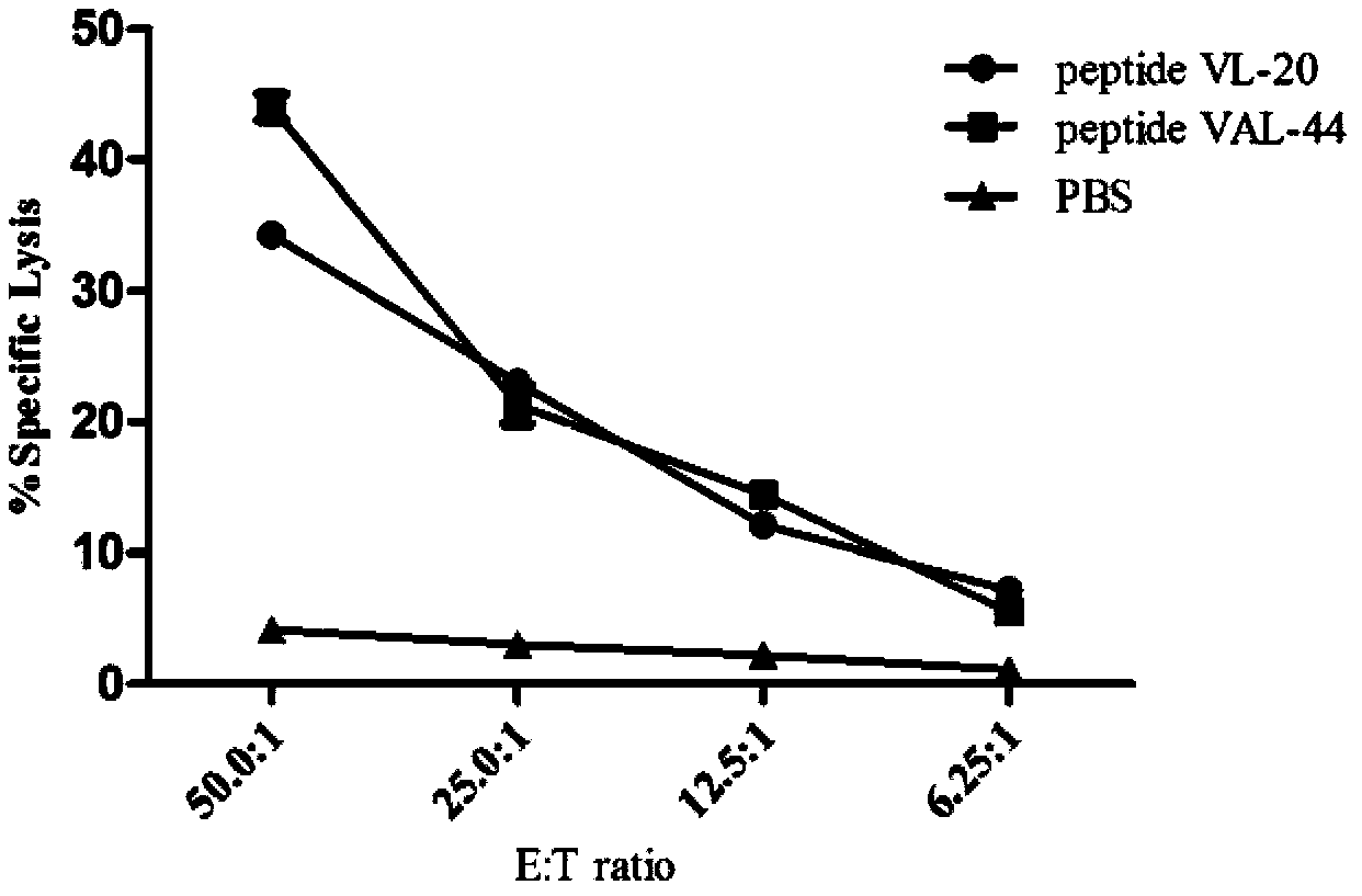 HCV (hepatitis C virus) poly-epitope peptide vaccine and application thereof