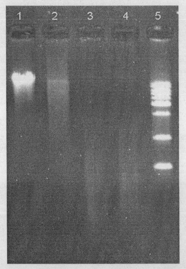 Method for preserving rubber tree leaf tissues extracted by DNA (deoxyribonucleic acid)