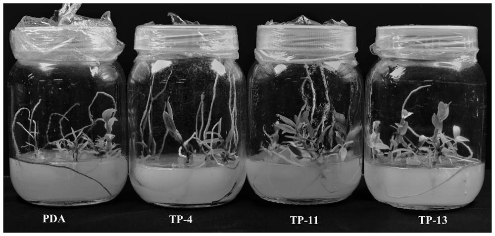 Tumomycorrhiza strain TP-11 with capability of promoting growth of new leaves of dendrobium nobile and application of tumomycorrhiza strain TP-11