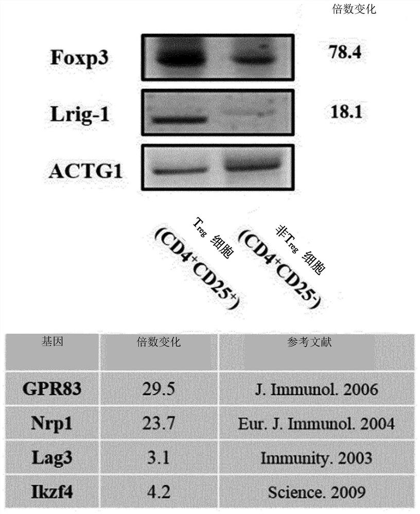 Epitope of regulatory t cell surface antigen and antibody specifically binding thereto