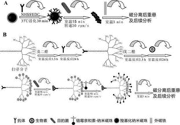 Efficient method for separating meticillin-resistant Sta-phylococcusaureus