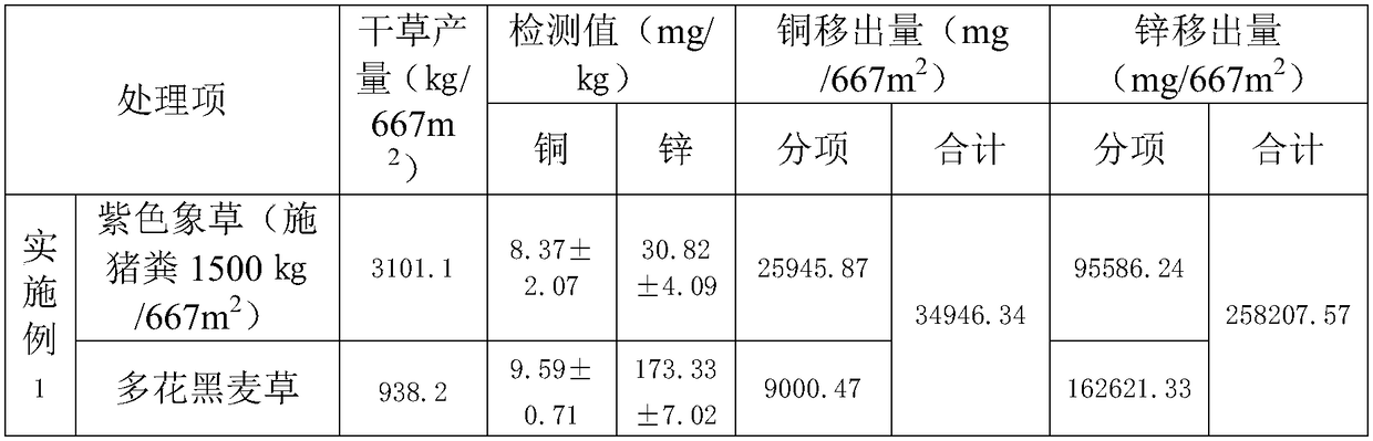 Method for purifying heavy metal elements namely copper and zinc in pig manure by utilizing forage cultivation