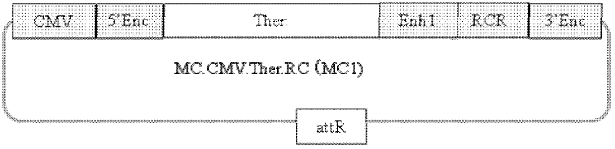 Minicircle gene vector and its preparation method and use