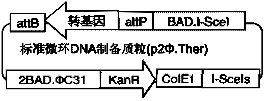 Minicircle gene vector and its preparation method and use