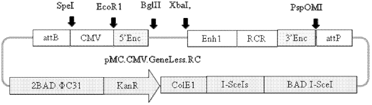 Minicircle gene vector and its preparation method and use