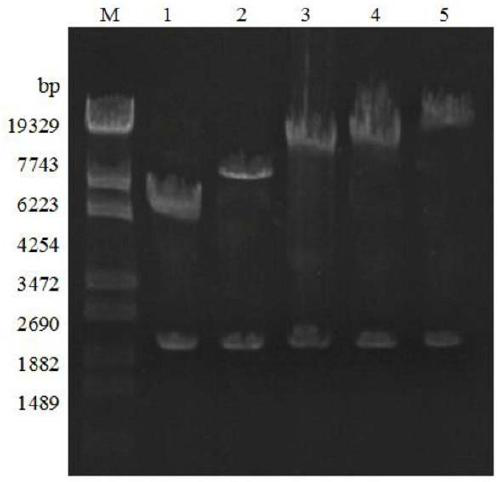 Engineering bacterium capable of efficiently expressing chitinase and plant growth promoting application
