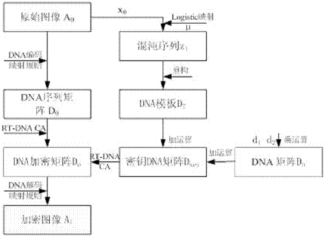 Reverse transcriptase-deoxyribose nucleic acid (RT-DNA) cellular automaton-based image encryption method