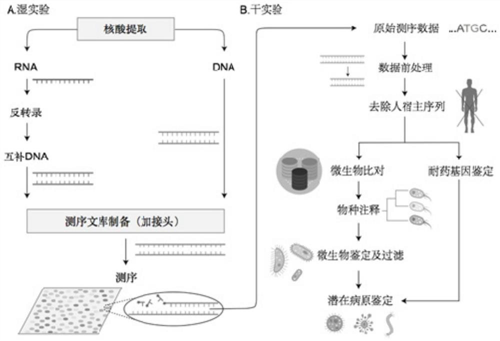 Microorganism contrast result correction method and system based on metagenome sequencing