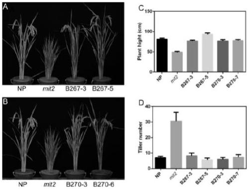 Rice MIT2 gene and protein encoded by same, and application thereof