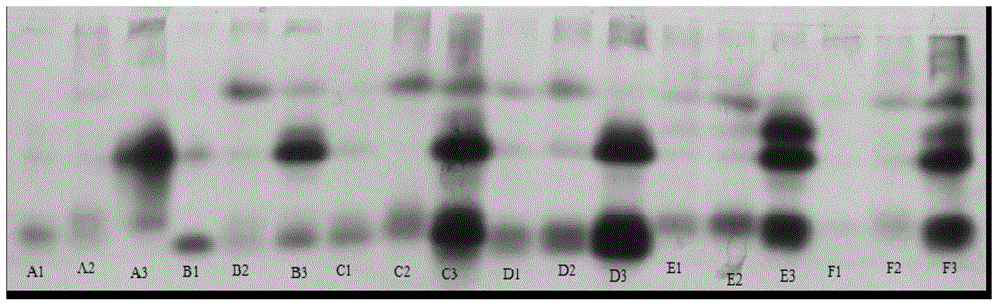 Method for identifying hybrids of Brassica napus and Brassica napus