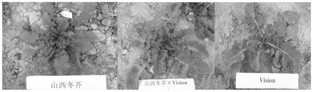 Method for identifying hybrids of Brassica napus and Brassica napus