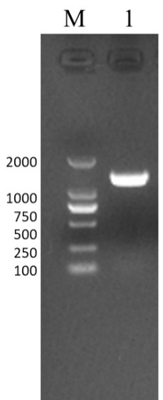 Competitive ELISA antibody detection kit for bovine infectious rhinotracheitis virus and its application